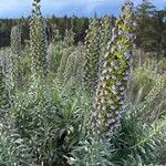 Echium candicansКвітка