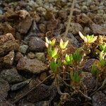 Delosperma bosseranum