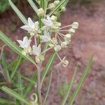Gomphocarpus fruticosus Flower