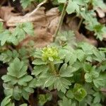 Adoxa moschatellina 整株植物