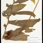Phlebodium decumanum Leaf