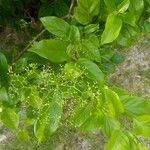 Premna serratifolia 整株植物