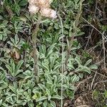 Antennaria dioica অভ্যাস