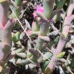 Carpobrotus chilensis Hoja