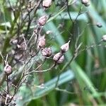 Scrophularia nodosa Fruit