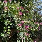 Bauhinia purpureaFiore