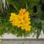 Freesia refracta Flor