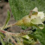Ribes viscosissimum Λουλούδι