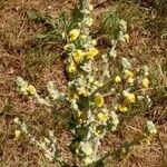 Verbascum pulverulentum Hábito