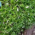 Saxifraga trifurcata Altul/Alta