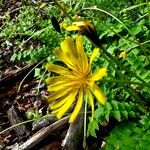 Aposeris foetida Flor