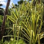 Pandanus tectorius Hoja