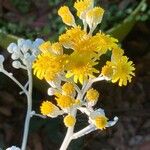 Jacobaea maritima Flower