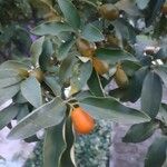 Citrus japonica Frucht