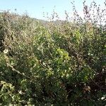 Hibiscus diversifolius Habit