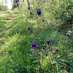 Aquilegia alpina Habit