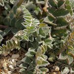 Astragalus layneae Hábito