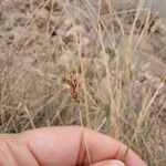 Carex colchica Blüte