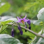 Solanum dulcamara Lorea