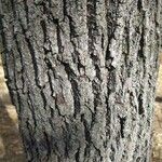 Juglans nigra Bark