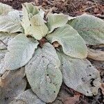 Verbascum thapsus पत्ता