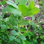 Vicia johannis Blatt