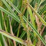 Carex punctata Цвят