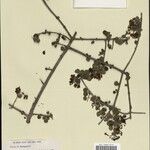Clerodendrum humbertii Otro