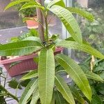 Mangifera indica 葉