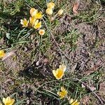 Crocus chrysanthus Flor