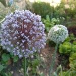 Allium ampeloprasumŽiedas