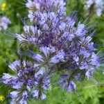 Phacelia tanacetifoliaBlüte