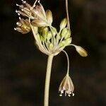 Allium oporinanthum 果