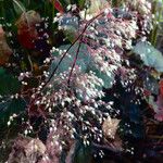 Heuchera micrantha 果實