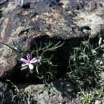 Phlox longifolia Costuma