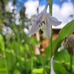 Hosta lancifolia