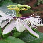 Passiflora edulis Blomma