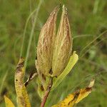 Asclepias viridis Fruit