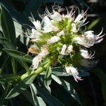 Echium brevirame Flower