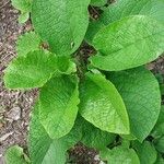 Trachystemon orientalis Hostoa