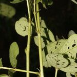 Senna obtusifolia Leaf