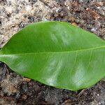 Erythrophleum ivorense Leaf