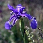 Iris spuria Blomma
