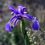 Iris spuria Flor