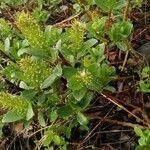 Salix phylicifolia Агульны выгляд