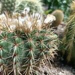 Echinocereus viridiflorus ഇല