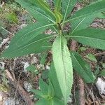 Senecio ovatus Leaf