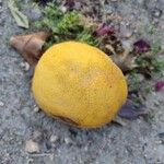 Citrus × limon Frucht