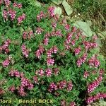 Vicia cusnae Hábito