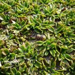 Azorella aretioides Hoja